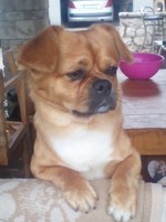 Bubi photo