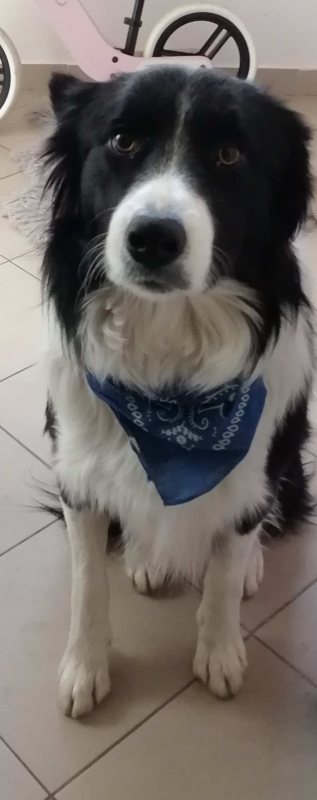 Pip photo