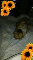 Bubi photo