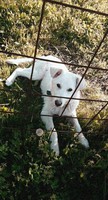 Hund photo